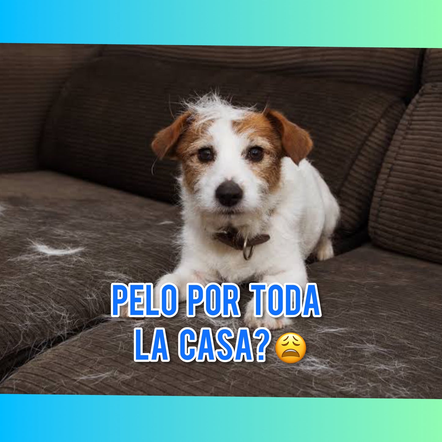 Cepillo Automático A Vapor 3 En 1 Para Mascotas